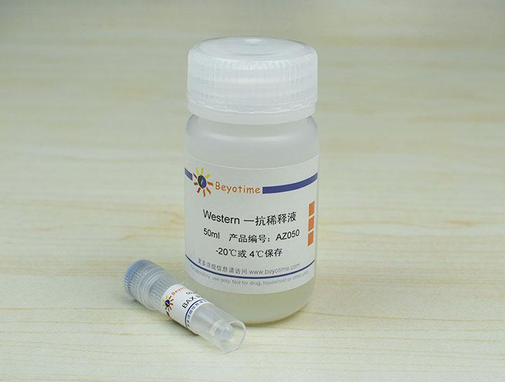 BAX Rabbit Polyclonal Antibody